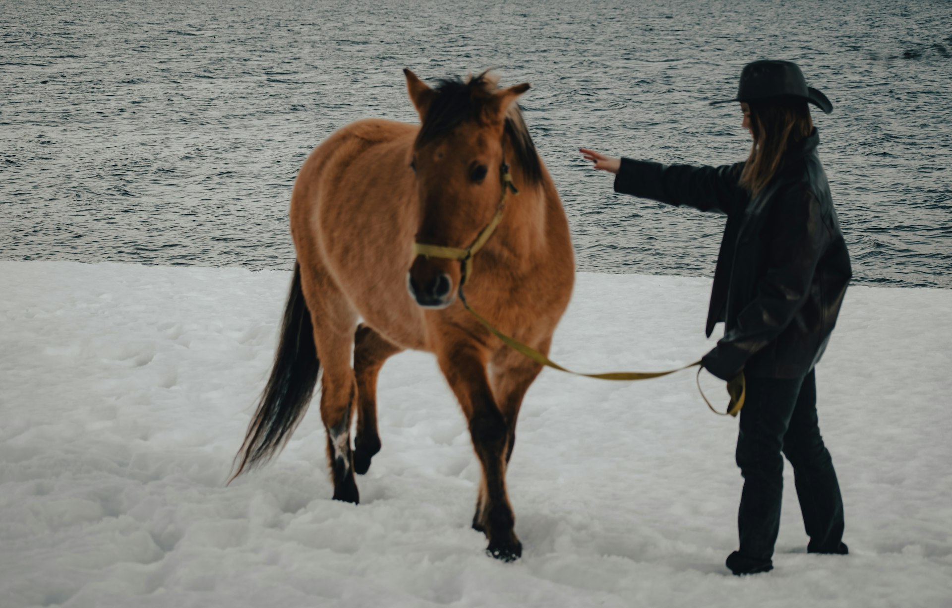 a person holding a horse